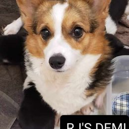 RJ'S Demi - Pembroke Welsh Corgi