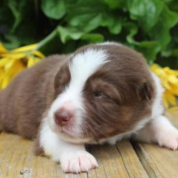 Alice - Red tri-color female Australian Shepherd puppy in Star City, Arkansas from Blush & Lace Aussie Co.