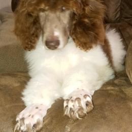 Poodle Puppies from Reeves Family Standard Poodles