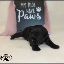 AKC 25033 - Black male Miniature Schnauzer puppy in Mount Airy, Georgia from Miniature Schnauzers GA, LLC