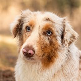 Dakota - Australian Shepherd