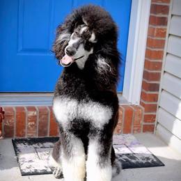 Iris - Poodle
