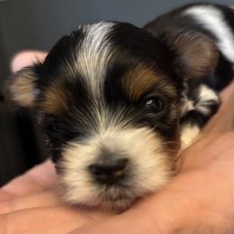 Biewer Terrier Puppies from Nest of Wellbeing’s Biewers