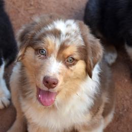 Haboob - Red merle male Australian Shepherd puppy in San Tan Valley, Arizona from Mott Ranch - Blazin' Sun Aussies