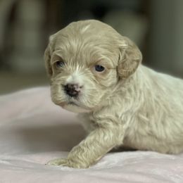 Cockapoos, Cocker Spaniels, and Goldendoodles from MyKy Puppies