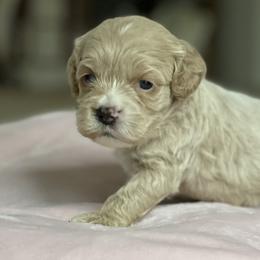 Cockapoos, Cocker Spaniels, and Goldendoodles from MyKy Puppies