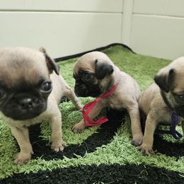Pink - Fawn female Pug puppy in Tallapoosa, Georgia from West Georgia Pugs