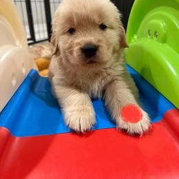 Golden Retriever Puppies from Golden Grace Kennel