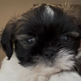 Shih Tzu puppies from Loraine Bailey