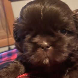 Girl 1 - Liver Shih Tzu puppy in Wooster, Ohio from Mending Hearts Shih Tzu's