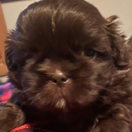 Girl 1 - Liver Shih Tzu puppy in Wooster, Ohio from Mending Hearts Shih Tzu's
