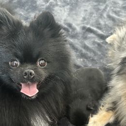 Pomeranians from Robbins Poms