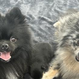 Pomeranians from Robbins Poms