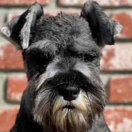 Giant Schnauzer and Miniature Schnauzer Puppies from My Angel Schnauzers