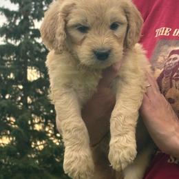 John - Golden male Golden Retriever puppy in Grant County, Indiana from On The Sunny Side Pavey Farms