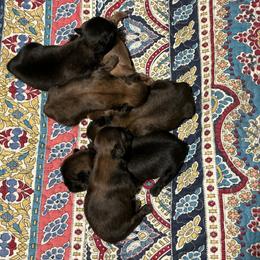 Shih Tzu Puppies from Snookums Shih Tzu