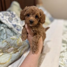 Bubbles - Red  female Poodle puppy in Wharton, Texas from In the Red Poodles