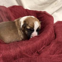 Marcia - Red female Pembroke Welsh Corgi puppy in Bloomfield, Iowa from Beebe’s Corgis