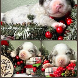 (2) Wattle - Blue merle male Miniature Australian Shepherd puppy in Huntington, Texas from JKKJ Farms