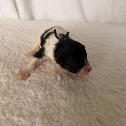 Batman - Black and white male Bernedoodle puppy in Luana, Iowa from Country View Bernedoodles and Goldendoodles