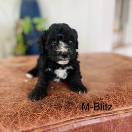 Blitz - Black and white male Cavapoo puppy in Strasburg, Pennsylvania from Still Water Puppies