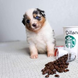 Australian Shepherd Puppies from Badlands Australian Shepherds