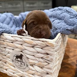 White Collar Female - Chocolate female Labrador Retriever puppy in Gainesville, Georgia from Rucker Retrievers