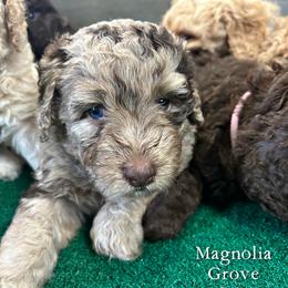 Aussiedoodle, Bernedoodle, and Poodle Puppies from Magnolia Grove Doodles