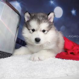 White collar F - Alaskan Malamute puppy in Spokane, Washington from Asgard Wooly Malamutes