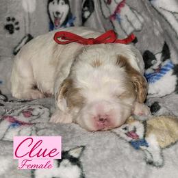 Clue - Red female Australian Labradoodle puppy in Beecher, Illinois from Erica’s Doodles