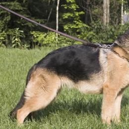 German Shepherds from Vom Derbyholland Land
