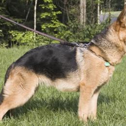 German Shepherds from Vom Derbyholland Land