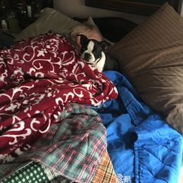 Boston Terrier Puppies from High Plains Bullies