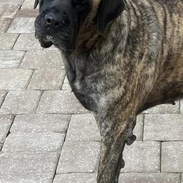 Mastiffs from Beauclerc Mastiffs