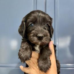 Bonnie - Chocolate female Australian Labradoodle puppy in Orange, California from Little Kingdom Doodles