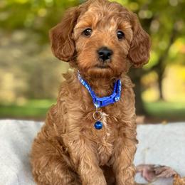 Blue - Red  male Goldendoodle puppy in Hesperia, Michigan from Red Acres Poodles & Doodles