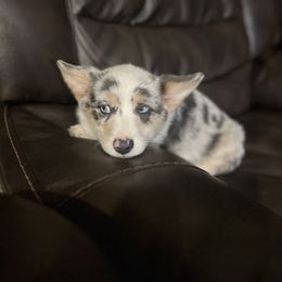American corgis Bluie -silver - Gray and white American Corgi puppy in Willcox, Arizona from C spear Corgis