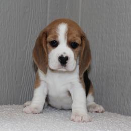 Shore - Black tan and white female Beagle puppy in Morrill, Kansas from Kelle Beagles