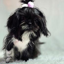 Charlie love - Black male Shih Tzu puppy in Hialeah, Florida from Shih Tzu Miami