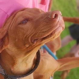 Willow - Vizsla