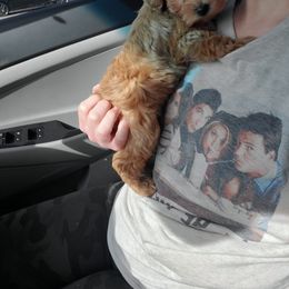 Aussiedoodle, Bernedoodle, Goldendoodle, and Poodle Puppies from Loula's Poodles and Doodles