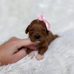 Pixie - Apricot female Cavapoo puppy in Reeds Spring, Missouri from As Good As Goldendoodles and more