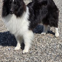 Zira - Shetland Sheepdog