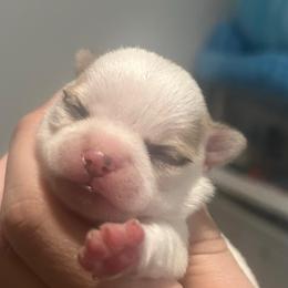 Reign - Black sabled fawn male Chihuahua puppy in New Castle, Delaware from Sasha’s Elite Kennel LLC