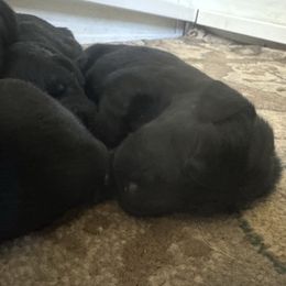 Boy 3 - Black Flat-Coated Retriever puppy in Medina, Ohio from Dahlia Lane Border Collies and Exotic Flat Coated Retrievers