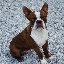 Bam Bam - Boston Terrier