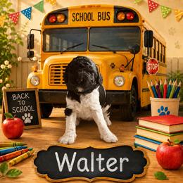 Walter - Black and white male Bernedoodle puppy in Julian, Pennsylvania from Happy Valley Doodles