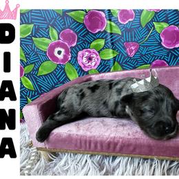 Diana - Merle female Cavapoo puppy in Thorndale, Texas from Hattie’s Texas Cavapoos