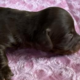 Bryce - Chocolate and tan male Dachshund puppy in Salem, Oregon from Longdox Mini Dachshunds