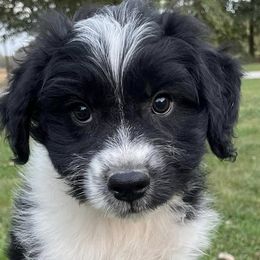 Aussiedoodles and Poodles from Perfect Paws Puppies